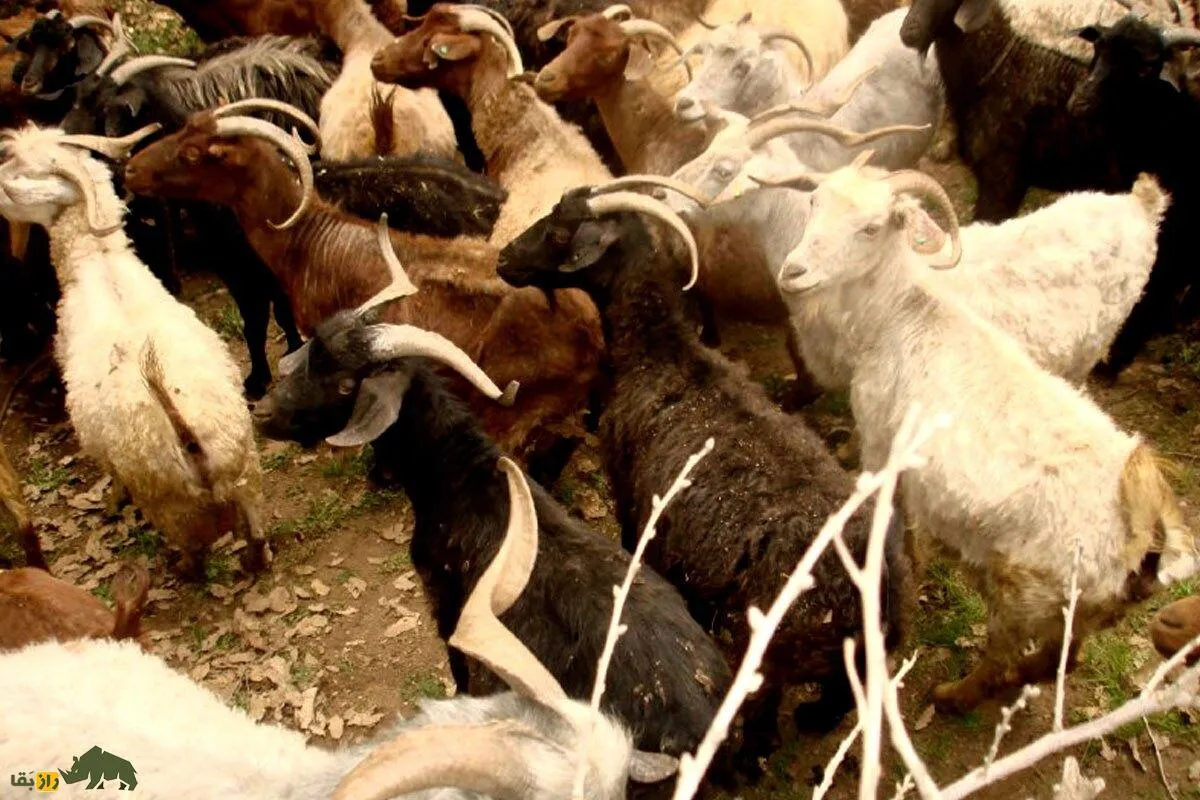 بز «مَرخز» کردستان؛ بُز کمیابی که تنها در شهر بانه پیدا می‌شود