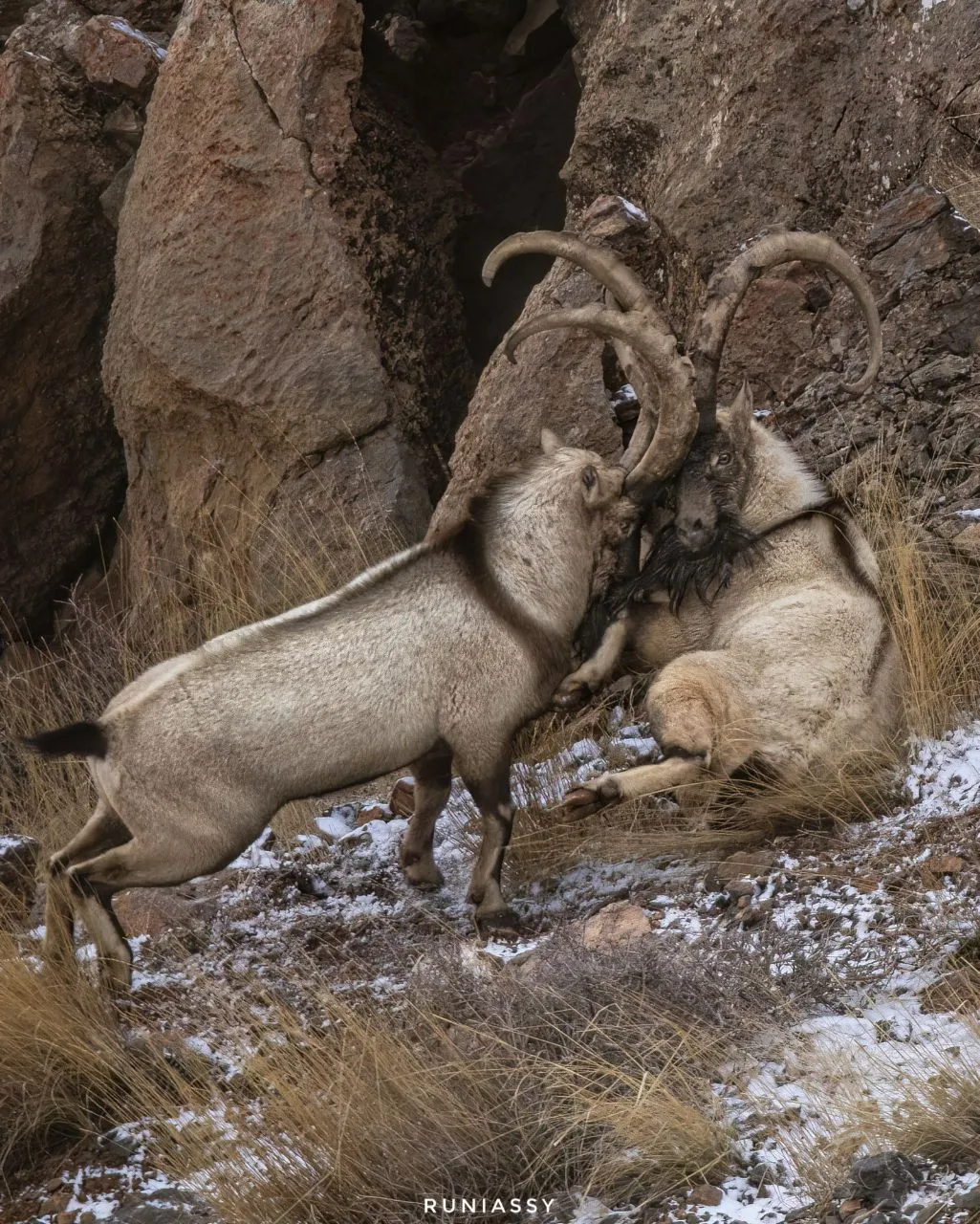 نزاع کل و بزها با شاخ های تنومند