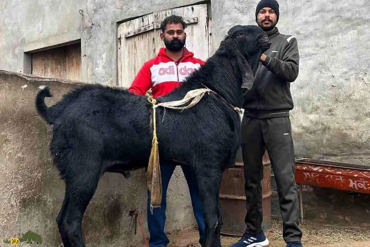 «بز بیتال»؛ بز غول‌پیکر پاکستانی معروف به «گاو مردم فقیر» که ۱۸۰۰ کیلو شیر می‌دهد