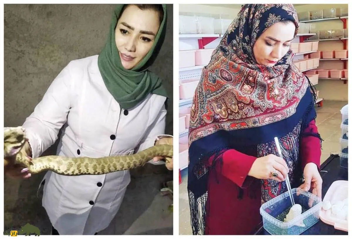 سولماز ابراهیمی؛ روانشناسی که ملکه عقرب ایران شد و سمی‌ترین جانور جهان را به پول تبدیل کرد!