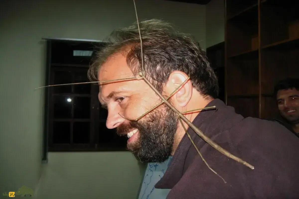 چوبک بزرگ چان؛ یک شاخه زنده‌ با طول ۵۰ سانتی‌متر که بزرگترین حشره روی زمین است و قدرت استتار حیرت‌انگیزی دارد