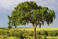 انجیر آفریقایی؛ عجیب‌ترین درخت دنیا که هوا را به سنگ تبدیل می‌کند!
