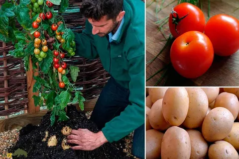 گیاه TomTato یا گوجه سیب‌زمینی؛ پیوند شگفت‌انگیز گوجه‌فرنگی روی سیب‌زمینی که امکان برداشت همزمان دو محصول در باغچه را فراهم می‌کند