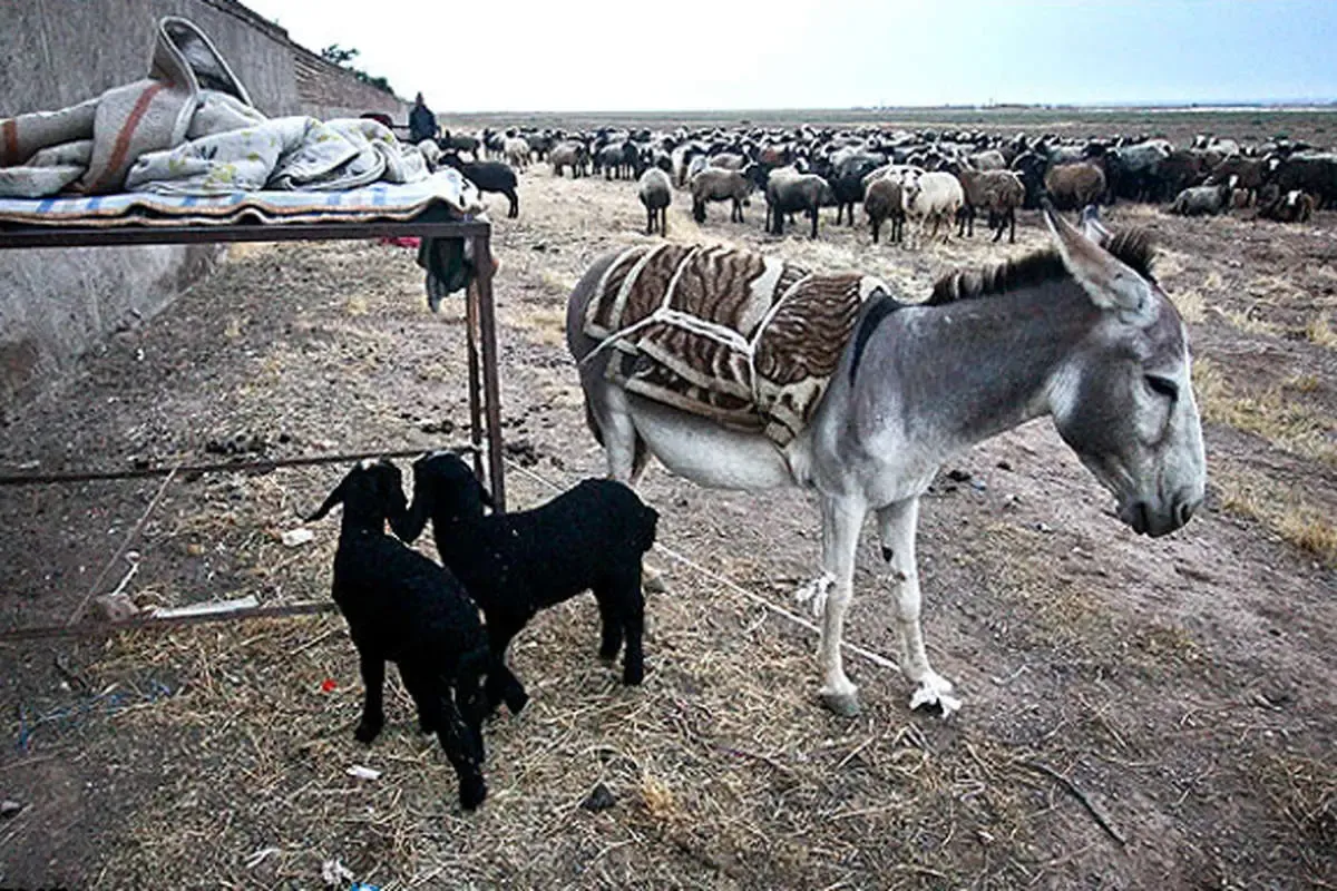 یک الاغ ماده و مراقبت از دو بره کوچک