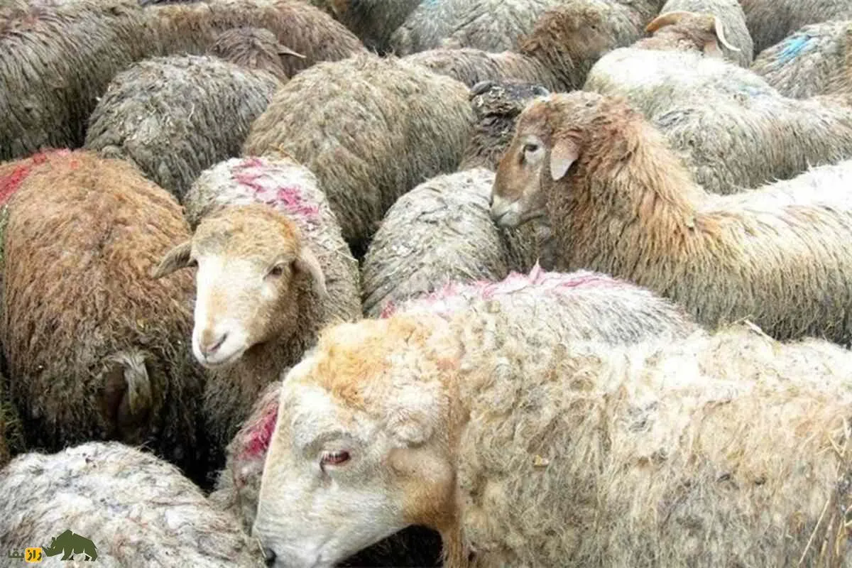 گوسفند کرمانی؛ نژادی با گوشت لذیذ، پشم مرغوب و شیر غنی و بهترین گزینه برای پرورش در مناطق جنوبی ایران