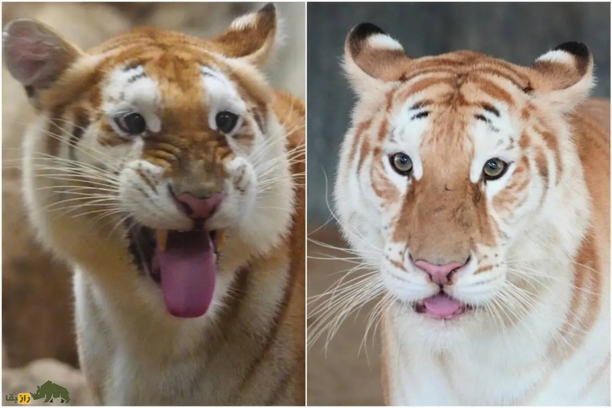 اوا اون؛ داستان واقعی ببری افسانه‌ای که به دلیل جهش ژنتیکی رنگ و الگوی منحصربه‌فردی پیدا کرده است