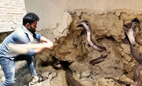 (ویدئو) اعلام وضعیت اضطراری حمله مار‌ در چین؛ ۹۰۰ مار کبرای مرگبار از یک مزرعه‌ فرار کردند!