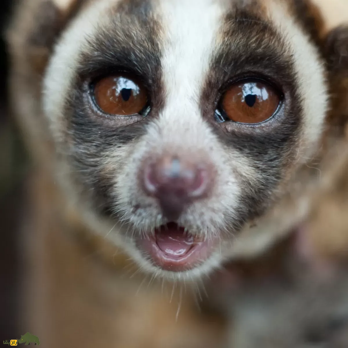 Slow loris (چشم‌گرد تنبل)