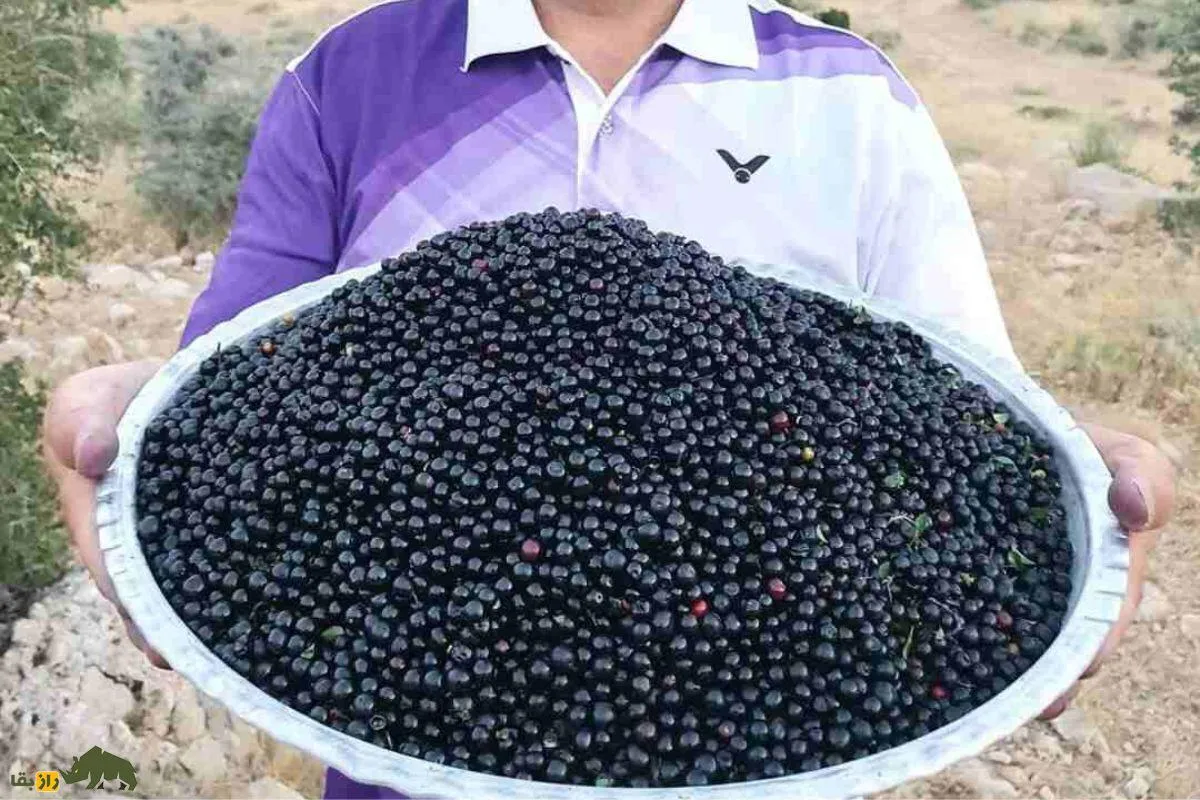 آلوکک؛ گیلاسی خودرو، خوشمزه و پرخاصیت که هم درمانگر است و هم باعث خفگی انسان می‌شود!