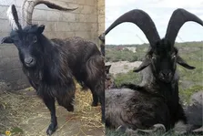 بز سیاه بختیاری؛ بز غول‌پیکر و قد بلندی که پادشاه گله است و اولین بز اهلی شده جهان است