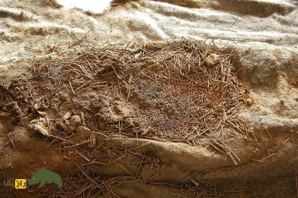مهارت عجیب سرآشپز‌های ماقبل تاریخ