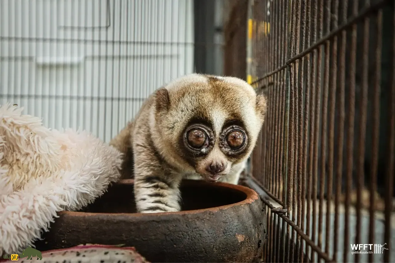 Slow loris (چشم‌گرد تنبل)