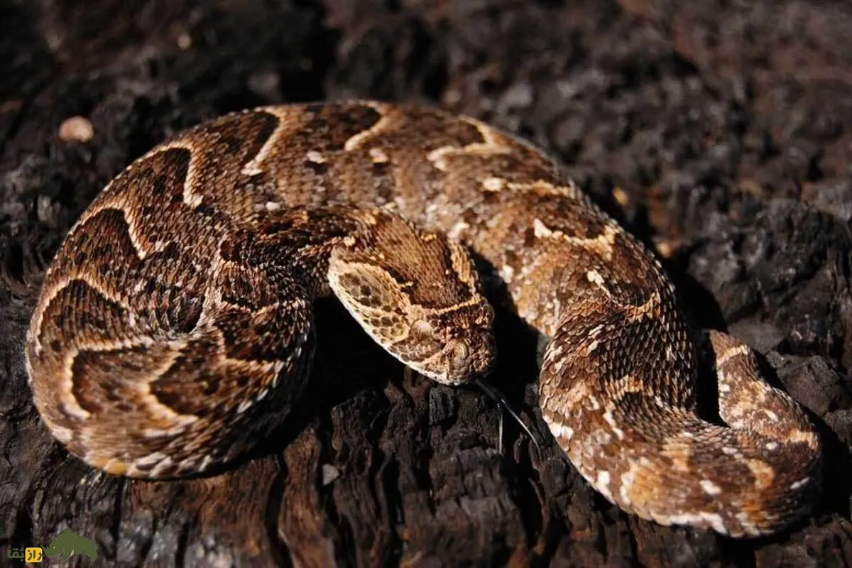 افعی پفی؛ مار سمی آفریقا معروف به «مار پف‌کننده» که بدنش را باد می‌کند و با سم کشنده‌اش جان انسان‌ها را تهدید می‌کند