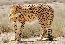 فیلمی از حمله شیر به یوزپلنگ؛ شیر به گرد پای یوزپلنگ هم نرسید