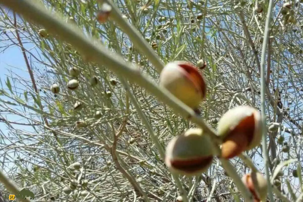 الوک یا بادام کوهی؛ میوه‌ای تلخ با خواص بی‌شمار مشهور به جواهر زاگرس که متفاوت‌ترین آجیل ایران است