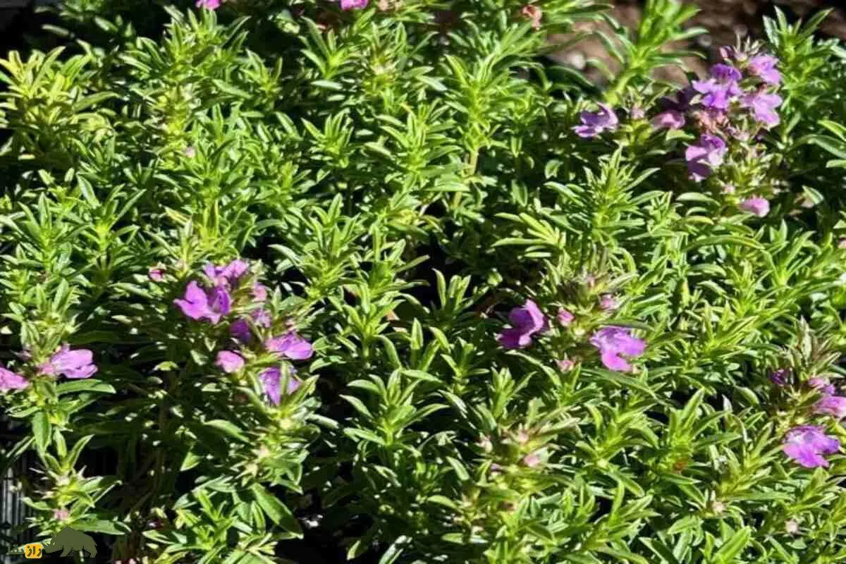 مرزه کوهی لرستان؛ گیاهی خوش‌عطر و دارویی با کاربرد محلی و صادراتی که کاشت آن سود بسیار بالایی دارد