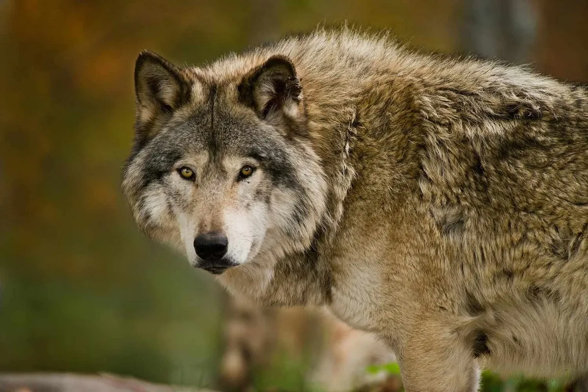 گرگ از نمای بسیار نزدیک
