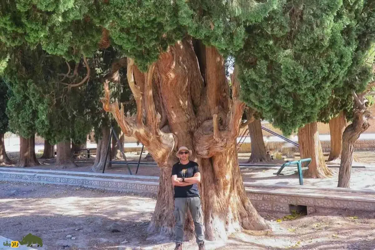 سرو‌های روستای طرز در کرمان؛ ۱۴ درخت سرو کهنسال در کنار یک جوی آب مشهور به «تالار سرو» که ۳۰۰۰ سال عمر دارند