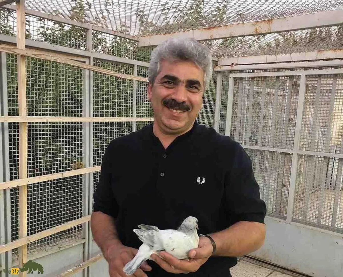 حاج محمد صفا؛ سلطان کبوتر بازان ایران که ۲۰۲۴ کبوتر دارد و مشهورترین فرد در مسابقات کبوتربازی است