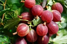 گوزبری یا انگور فرنگی؛ میوه‌ای گرد و پرزدار که برای تقویت پوست و مو عالی‌ست و کاشت آن درآمد زیادی دارد