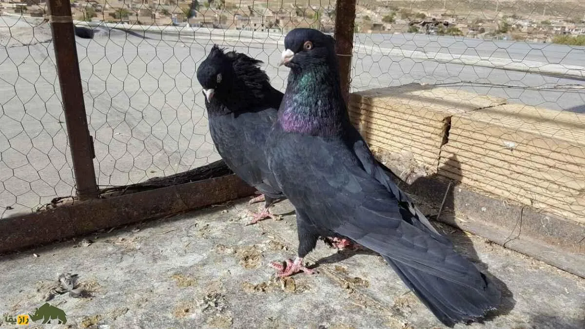 کبوتر زاغ آبادانی؛ کبوتر معروف به «پادشاه سیاه‌بال‌» که یکی از محبوب‌ترین کبوتران ایران است