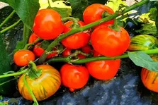 بادنجان قرمز ترکی؛ بادمجانی کمیاب که دقیقا شبیه گوجه فرنگی‌ست و با نیاز آبی کم در بیشتر شهر‌های ایران کشت می‌شود و سود بالایی دارد