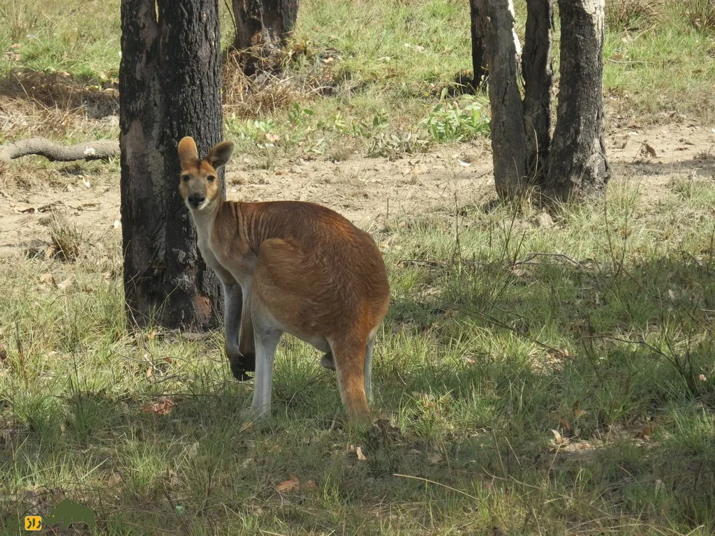 کانگوروی بز شکل