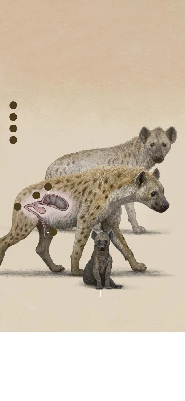 جفت گیری کفتار