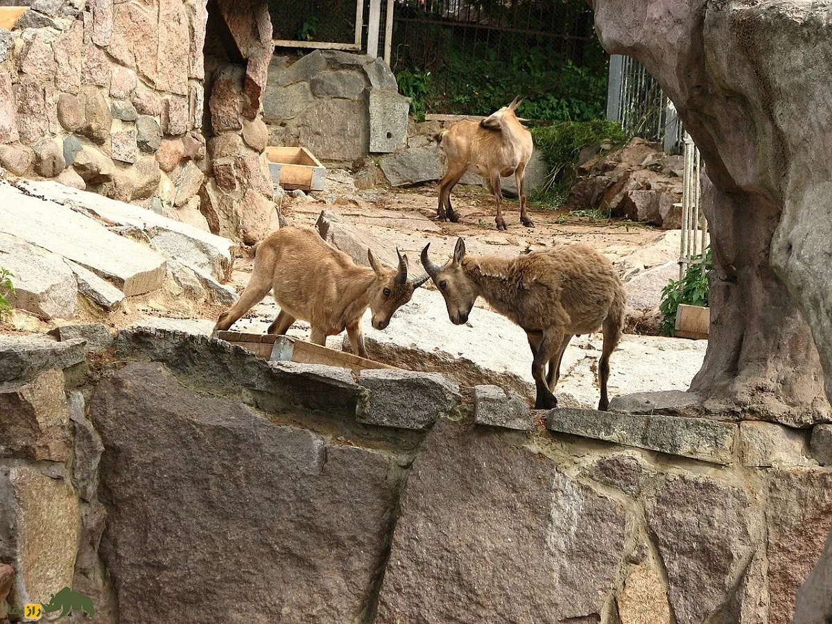 بز کوهی داغستانی