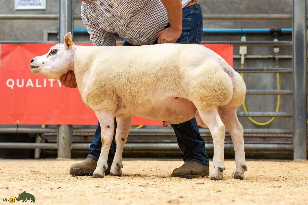 «خَنزَروف»؛ گوسفندی که شبیه گاو و خوک است و ثروتمندان عرب عاشق آن هستند!