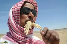 مصرف گوشت مارمولک در عربستان؛ چرا گوشت مارمولک در عربستان سعودی این‌قدر طرفدار دارد؟
