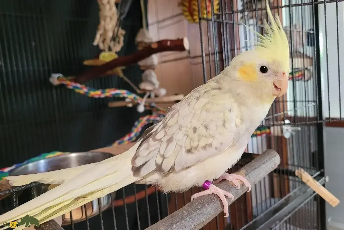 عروس هلندی پاستل‌فیس؛ عروس هلندی زیبا با گونه‌های پاستلی که معروفترین سوت‌زن عروس هلندی‌هاست