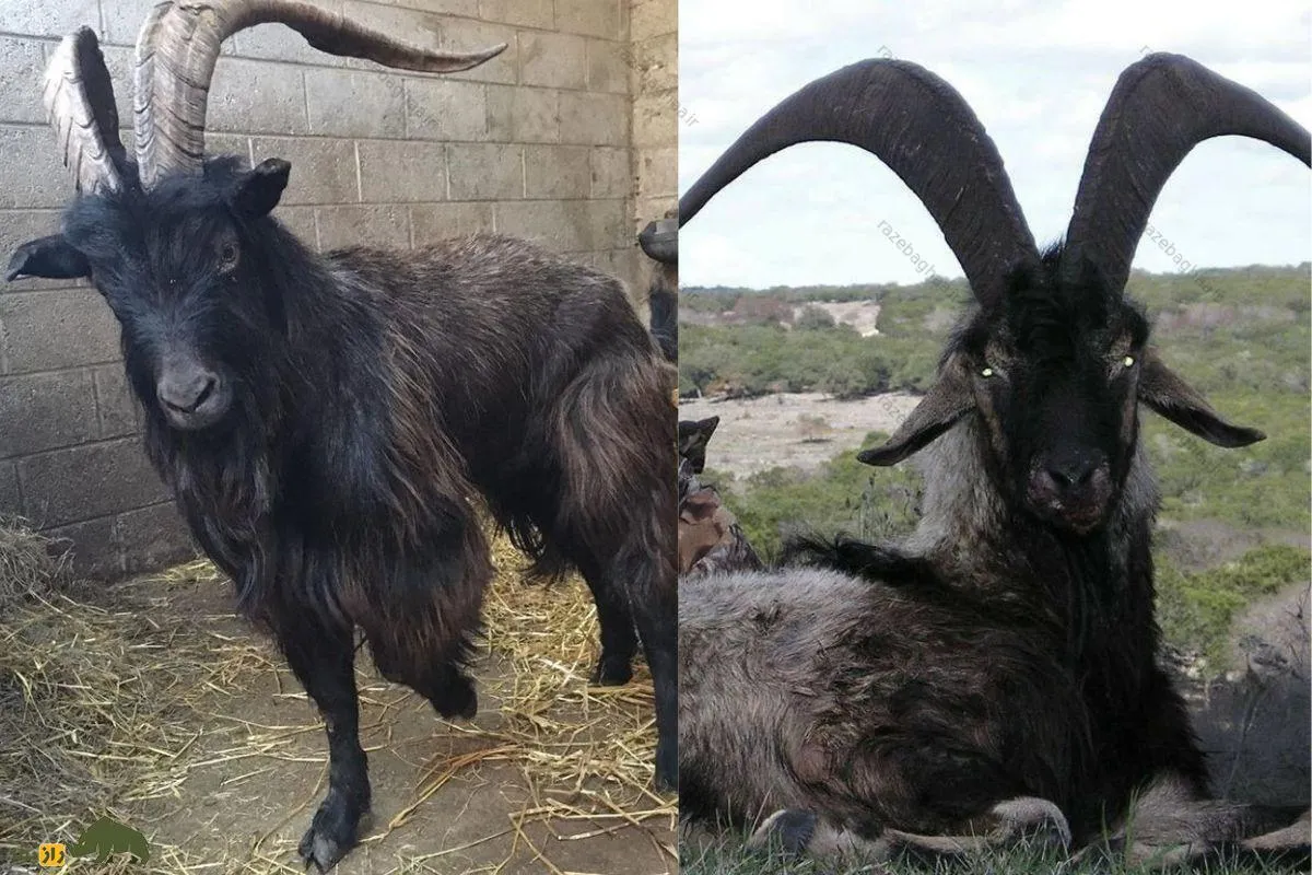 بز سیاه بختیاری؛ بز غول‌پیکر و قد بلندی که پادشاه گله است و اولین بز اهلی شده جهان است