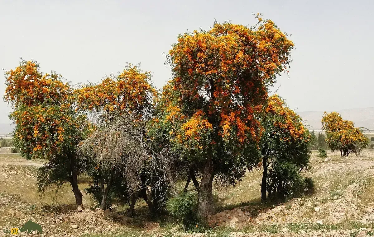 انار شیطان؛ درخت معروف به «بازمانده کویر» که بیابان‌های خشک را آباد می‌کند و مردم سیستان و بلوچستان از آن قنداق تفنگ می‌ساختند