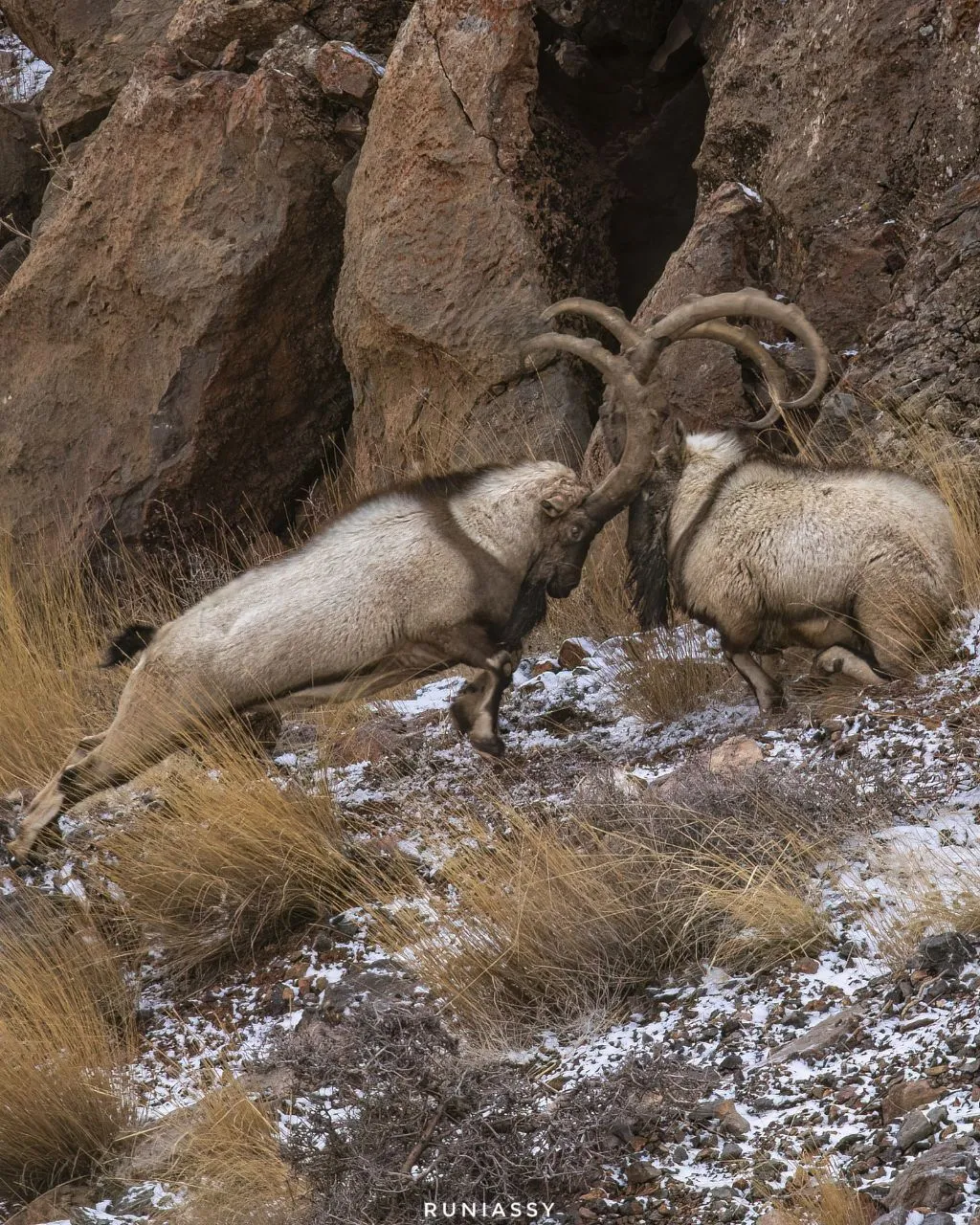 نزاع کل و بزها با شاخ های تنومند