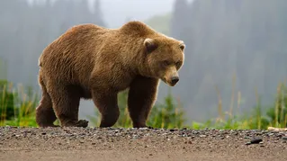 (ویدئو) لحظه آب تنی یک خرس در یک آب کم عمق برای خنک کردن بدن