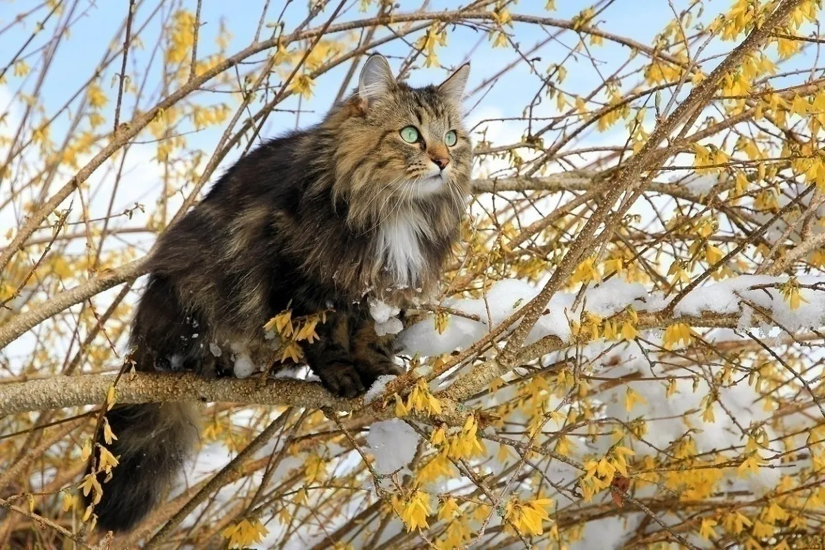 گربه جنگلی نروژی روی درخت