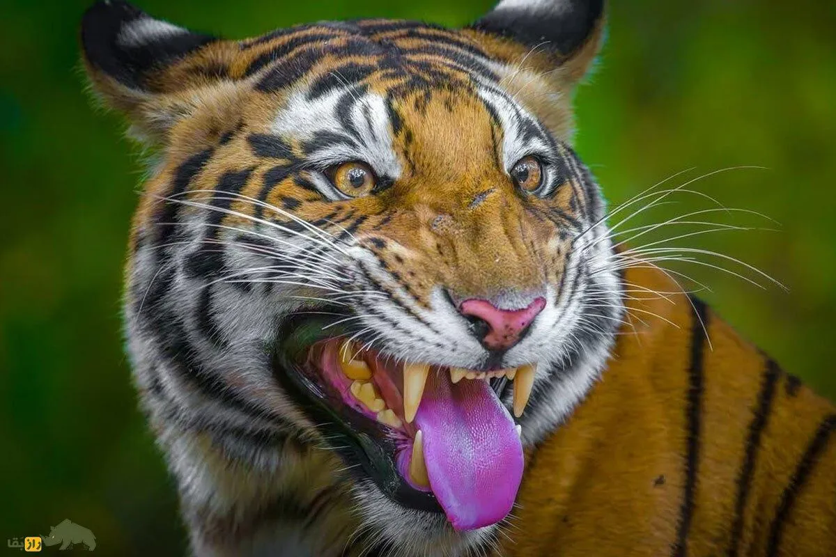 رفتار مرموز شیرها و ببرها پس از بو کشیدن و قبل از جفت‌گیری؛ پای یک اندام مخفی در میان است!