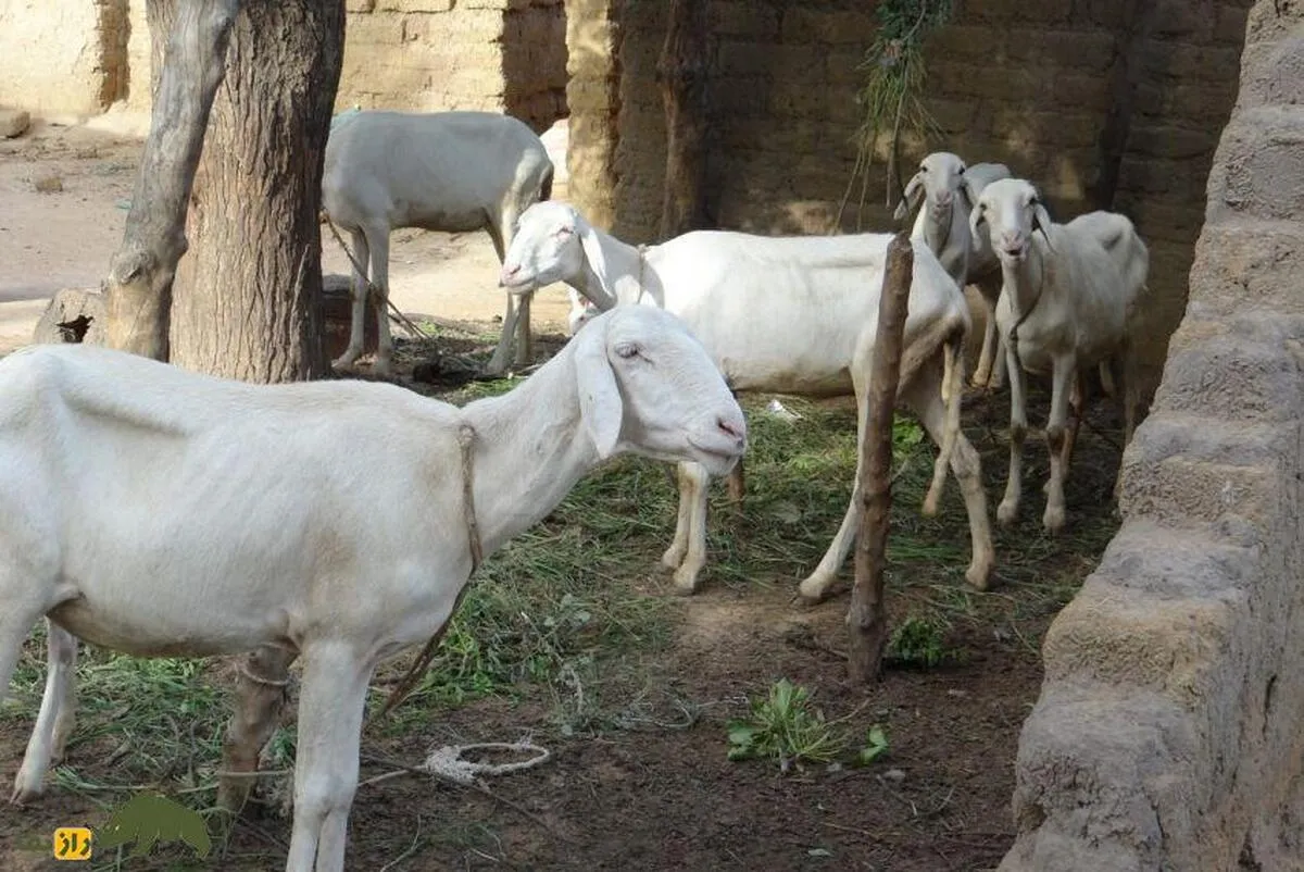 کوکا؛ گوسفند پاکستانی معروف به «جان‌سخت» که مثل شتر می‌تواند در صحرا زندگی کند!