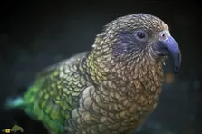 طوطی کیا؛ نابغه‌‌ای با هوشی به اندازه میمون که عاشق باز کردن کوله‌پشتی و کندن برف‌پاک‌کن خودروست و به صورت گروهی مسئله حل می‌کنند