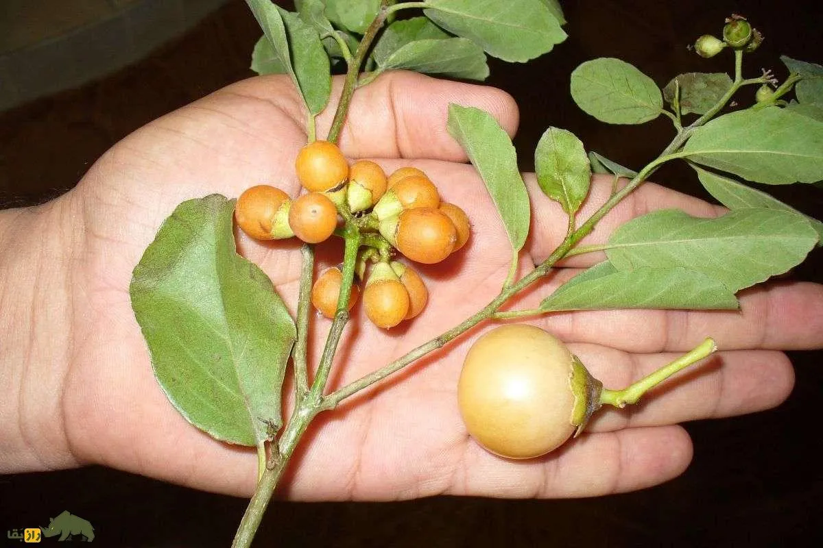 سپستان؛ میوه‌ای شیرین و خوشمزه با قدرت درمان سرفه، التهاب و درد معده که در جنوب ایران یافت می‌شود