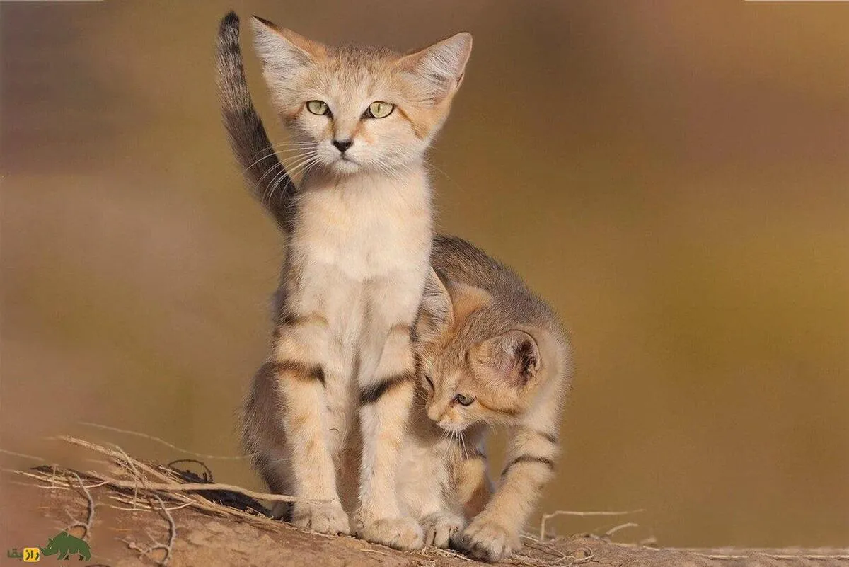 (عکس) بچه‌دار شدن گربه شنی در اصفهان