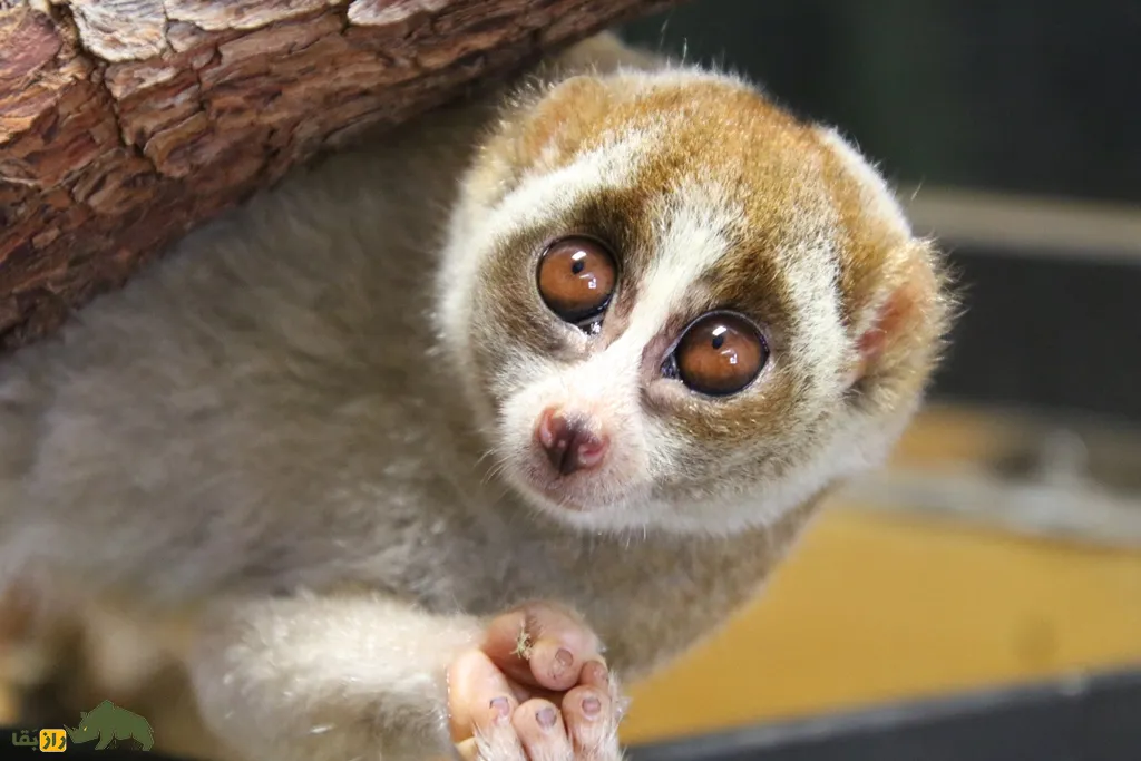Slow loris (چشم‌گرد تنبل)
