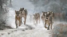 سیستم شکار گروهی در شیر‌ها چگونه عمل می‌کند؟ چرا در بین گربه‌سانان فقط شیر‌ها گروهی شکار می‌کنند؟