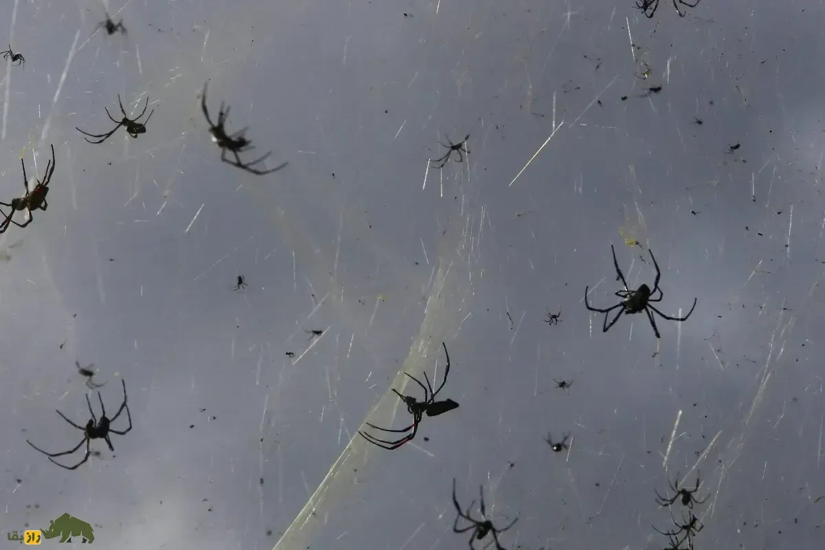 پدیده شگفت‌انگیز پرواز عنکبوت‌ها؛ عنکبوت‌ها چگونه با تار‌های ابریشمی خود پرواز می‌کنند؟