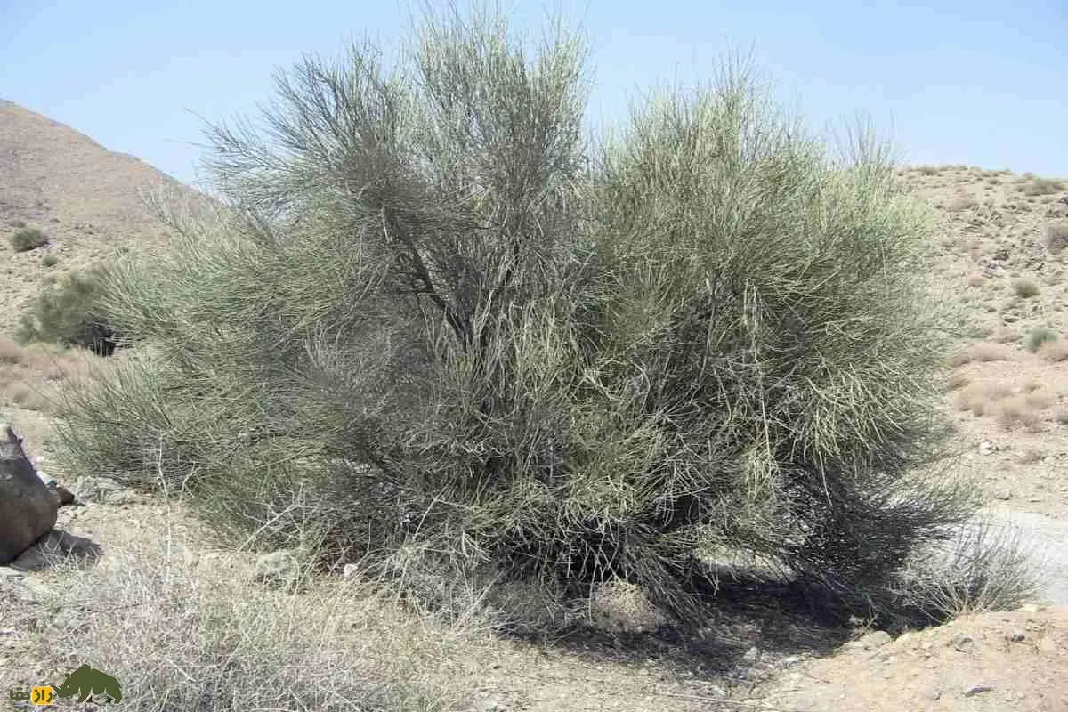 درخت ارژن؛ طلای سبز کوهستان‌های ایران که یکی از محکم‌ترین چوب‌های طبیعت را دارد و بهترین چوب برای ساخت خانه است