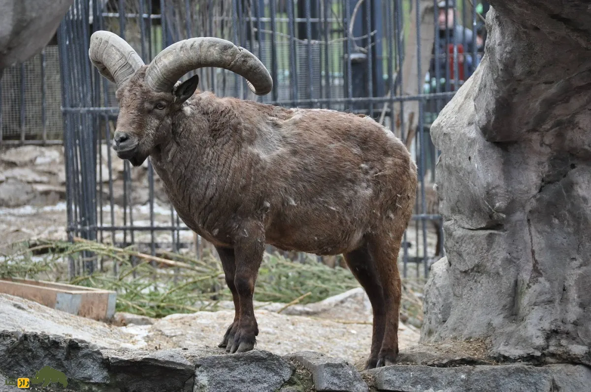 بز کوهی داغستانی