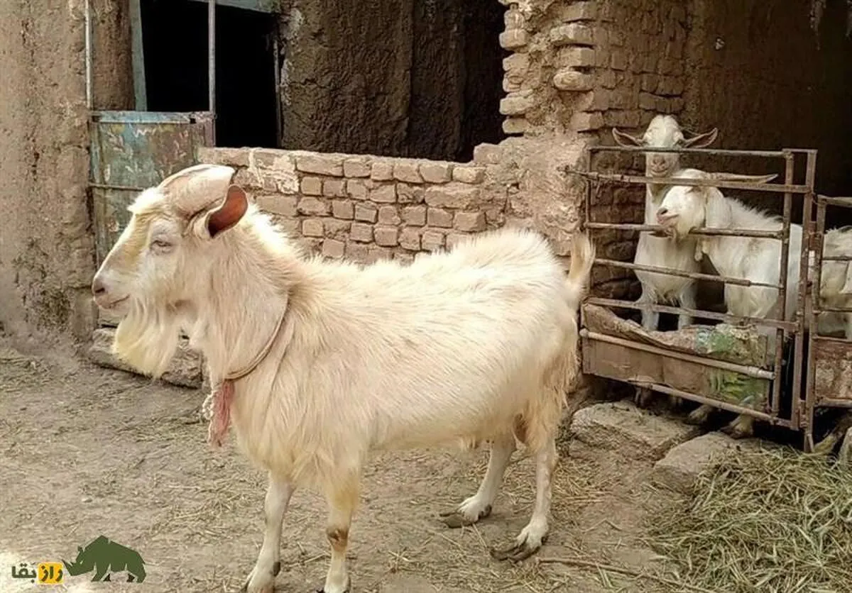 شیر دادن بُز نر؛ فیلمی باورنکردنی از «بُز نر» گردن کلفتی در ایران که روزانه یک لیوان شیر می‌دهد!