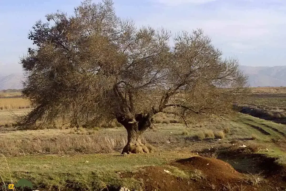 درخت زبان گنجشک؛ درختی که میوه‌هایش شبیه زبان گنجشک است و اندازه یک برج سیزده طبقه رشد می‌کند