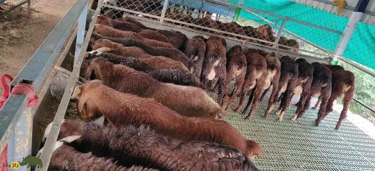 گوسفند بِلاری؛ گوسفند هندی معروف که همه ویژگی‌های یک گوسفند عالی را دارد و بهترین نژاد برای نگهداری‌ست